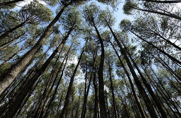 Hutan Pinus Mangunan -2