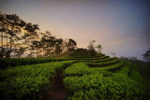 Kebun Teh Nglinggo Yogyakarta_1